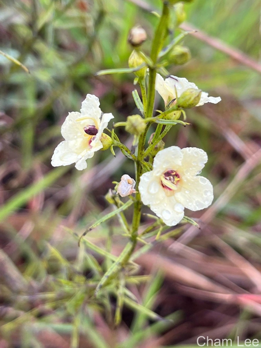 Sopubia trifida Buch.-Ham. ex D.Don